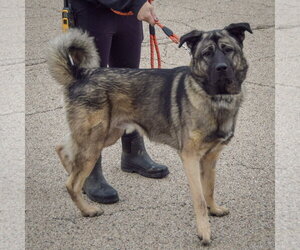 Hugo - Male Anatolian Shepherd-Norwegian Elkhound Mix Dog for Adoption - Photo #2