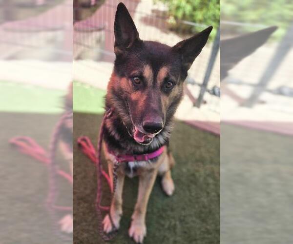 Medium Photo #1 German Shepherd Dog Puppy For Sale in Sacramento, CA, USA