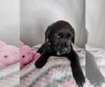 Small Photo #3 Labrador Retriever Puppy For Sale in CAPE CORAL, FL, USA