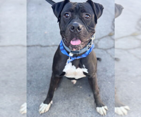 Medium Photo #16 American Staffordshire Terrier-Boxer Mix Puppy For Sale in Lake Forest, CA, USA