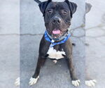 Small #15 American Staffordshire Terrier-Boxer Mix