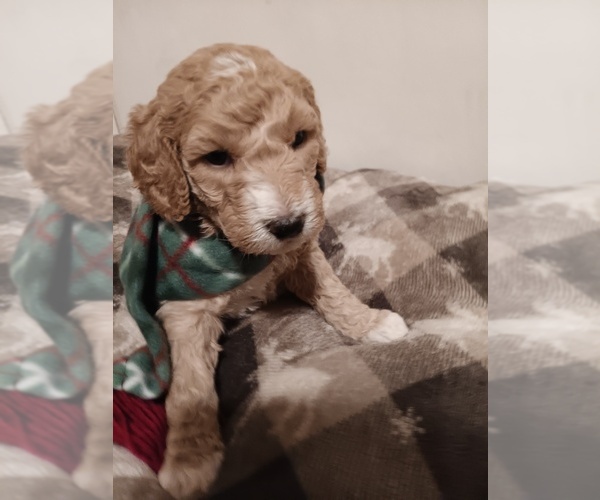 Medium Photo #1 Springerdoodle Puppy For Sale in MONTELLO, WI, USA