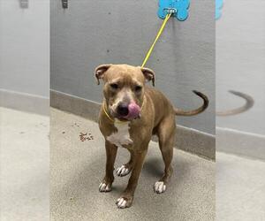 Mutt Dogs for adoption in Las Vegas, NV, USA
