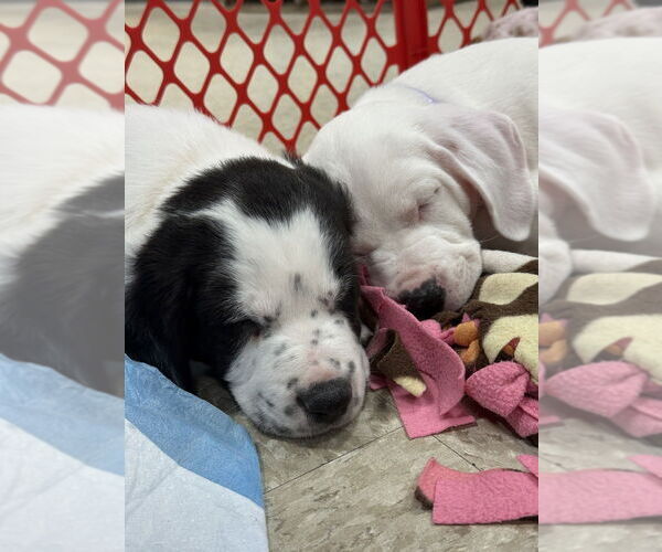 Medium Photo #5 Mutt Puppy For Sale in Wenonah, NJ, USA