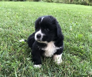 Newfoundland Puppy for sale in LEWISBURG, PA, USA