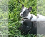 Small Photo #6 French Bulldog Puppy For Sale in BONE CAVE, TN, USA