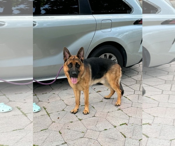 Medium Photo #1 German Shepherd Dog Puppy For Sale in Plantation, FL, USA