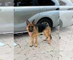 Small German Shepherd Dog