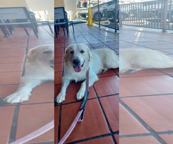 Medium Photo #7 Golden Retriever-Unknown Mix Puppy For Sale in San Diego, CA, USA