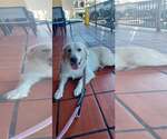 Small #6 Golden Retriever Mix