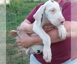 Small Photo #16 Great Dane Puppy For Sale in SPRAGGS, PA, USA
