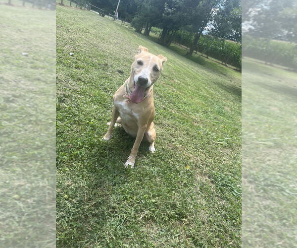 Medium Photo #5 Greyhound-Labrador Retriever Mix Puppy For Sale in Osgood, IN, USA