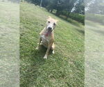 Small #4 Greyhound-Labrador Retriever Mix
