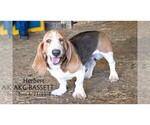 Small Photo #1 Basset Hound Puppy For Sale in CLARE, MI, USA