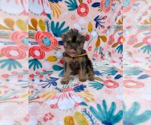 Torkie Puppy for sale in LANCASTER, PA, USA