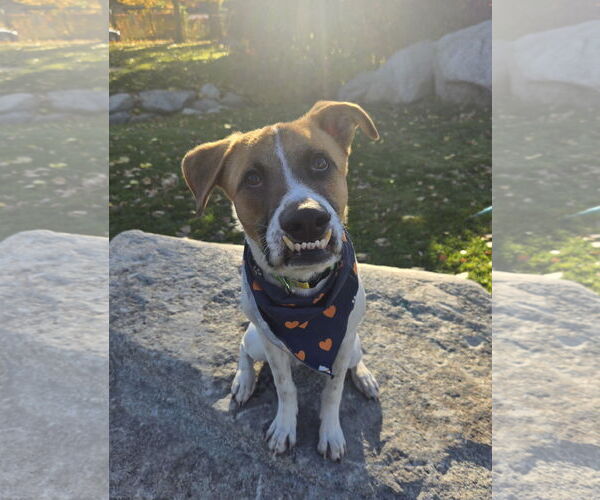 Medium Photo #3 Mutt Puppy For Sale in Sandy, UT, USA