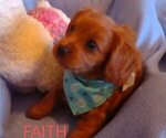Puppy 7 Cavachon-Poodle (Miniature) Mix