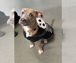 Small #1 American Pit Bull Terrier