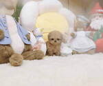 Small Photo #4 Poodle (Toy) Puppy For Sale in Seoul, Seoul, Korea, South