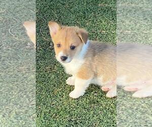 Pembroke Welsh Corgi Puppy for sale in BRIGGSDALE, CO, USA