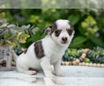 Small Photo #13 Chihuahua Puppy For Sale in BERNE, IN, USA