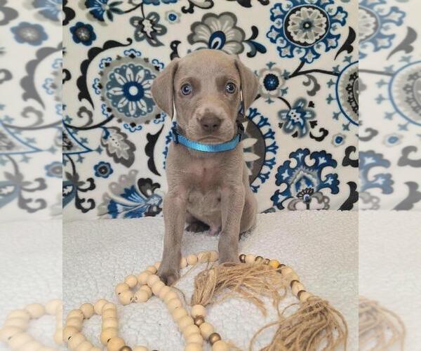 Medium Photo #3 Weimaraner Puppy For Sale in LEWISBURG, KY, USA