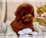 Small Photo #5 Poodle (Toy) Puppy For Sale in LONG ISLAND CITY, NY, USA