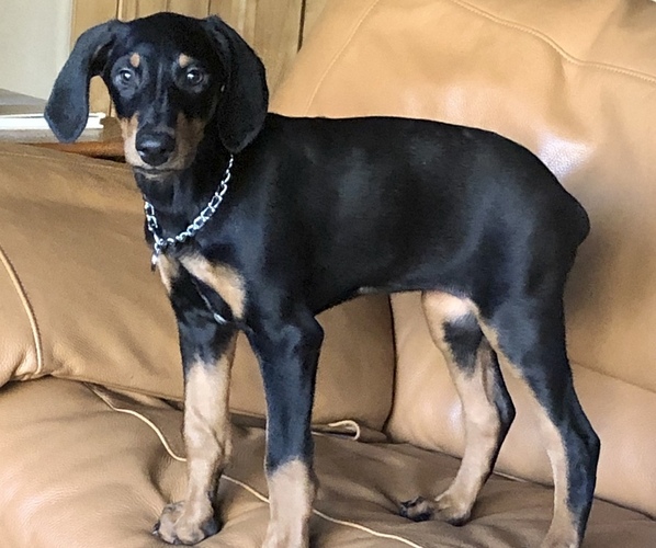 Medium Photo #1 Doberman Pinscher Puppy For Sale in SAINT GEORGE, UT, USA
