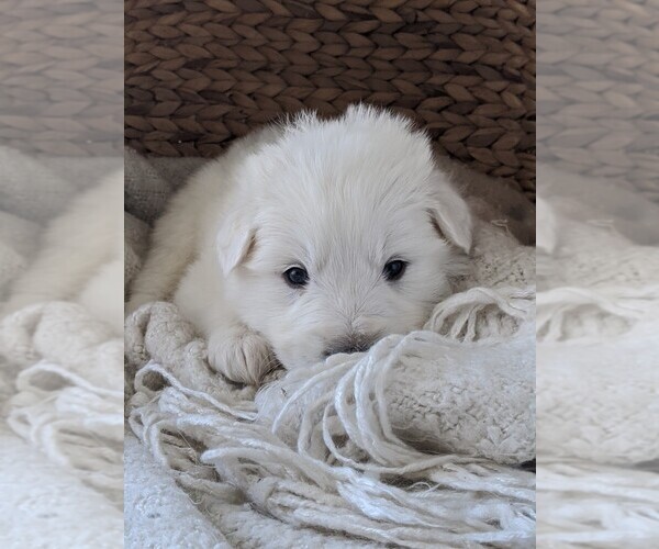 Medium Photo #43 Great Pyrenees Puppy For Sale in FALCON, CO, USA