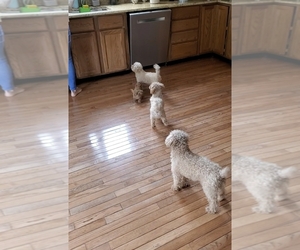 Mother of the Poodle (Toy) puppies born on 11/22/2025