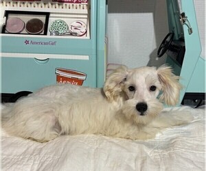 Schnauzer (Miniature) Puppy for sale in MORENO VALLEY, CA, USA