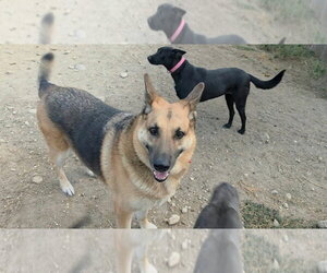 Charlie - Male Mutt Dog for Adoption - Photo #3
