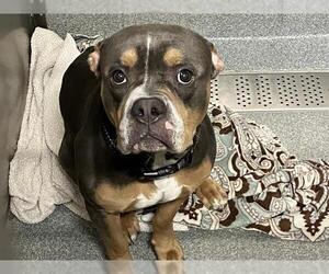 American Pit Bull Terrier Dogs for adoption in Orange, CA, USA