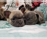 Small Photo #11 French Bulldog Puppy For Sale in OSHKOSH, WI, USA