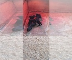 Small #10 Labrador Retriever