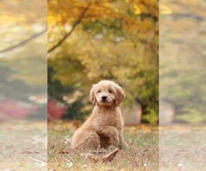 Goldendoodle Puppy for sale in FAIR GROVE, MO, USA