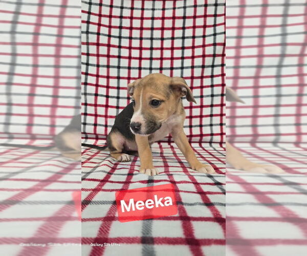 Medium Photo #1 Mutt Puppy For Sale in Foristell, MO, USA