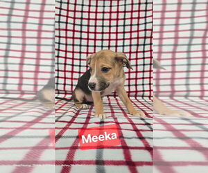 Mutt Dogs for adoption in Foristell, MO, USA