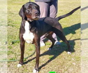 Great Dane-Pointer Mix Dogs for adoption in Bristol, CT, USA