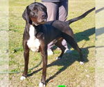 Small Great Dane-Pointer Mix