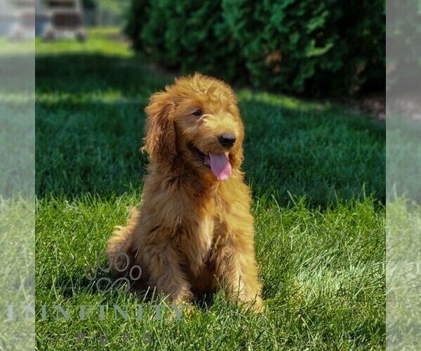 Medium Photo #2 Goldendoodle Puppy For Sale in LITITZ, PA, USA