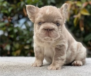 French Bulldog Puppy for Sale in MOUNT VERNON, Alabama USA