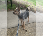 Small #2 Mutt