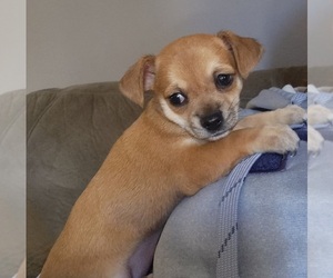 Chihuahua Puppy for sale in TEMPERANCE, MI, USA