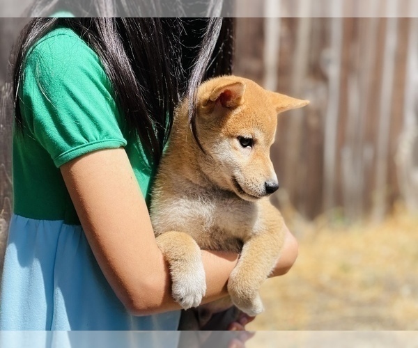 Medium Photo #1 Shiba Inu Puppy For Sale in FREMONT, CA, USA