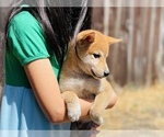 Small Photo #1 Shiba Inu Puppy For Sale in FREMONT, CA, USA