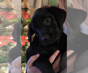 Labrador Retriever Puppy for Sale in BREWSTER, Washington USA