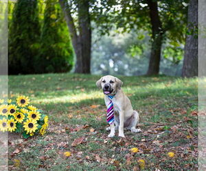 Labrador Retriever-Unknown Mix Dogs for adoption in Unionville, PA, USA