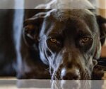 Small #22 American Pit Bull Terrier-German Shepherd Dog Mix