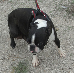 Boston Terrier Dogs for adoption in BENEDICT, KS, USA